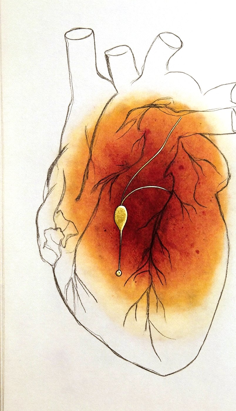Delicate graphite sketch of a heart glowing with a soft rust watercolor core and a drop of gold